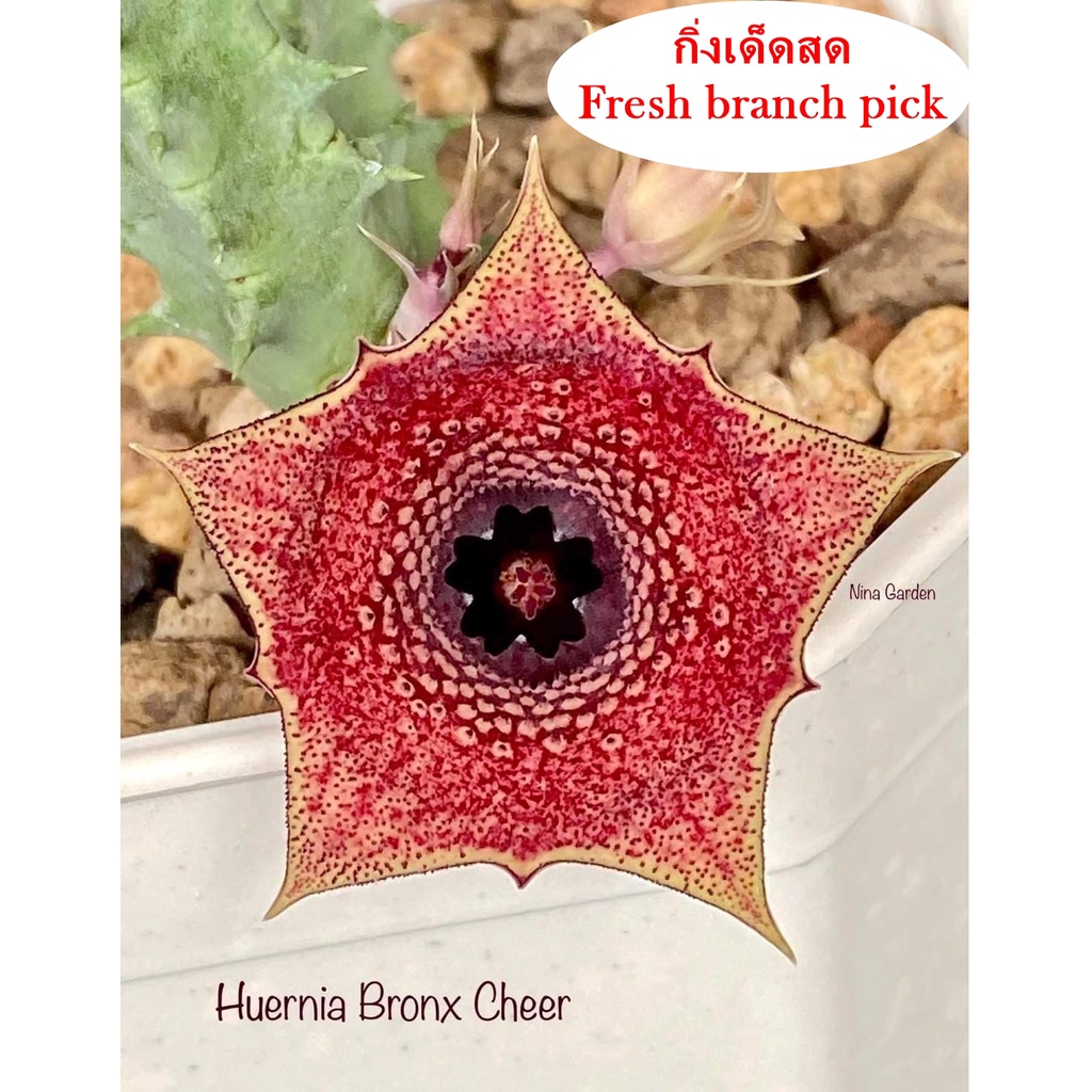 เก๋งจีน Huernia Bronx Cheer *กิ่งเด็ดสด* แคคตัส ไม้อวบน้ำ Cactus and ...