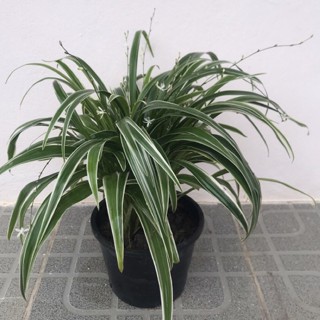 ว่านเศรษฐีเรือนนอก Spider Plant (ต้นแมงมุม)