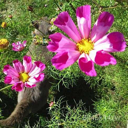 คุณภาพสูง-เมล็ด-เมล็ดพันธุ์-ดาวกระจายซีเซล-seashells-cosmos-flower-seed-บรรจุ-150-เมล็ด-คุ-ง่าย-ปลูก-สวนครัว-ขายด-lk