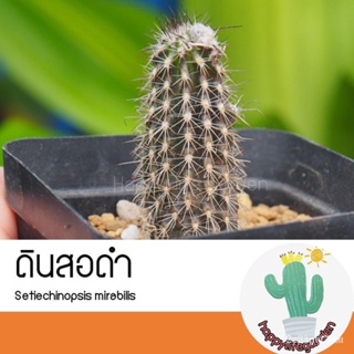 ผลิตภัณฑ์ใหม่ เมล็ดพันธุ์ 2022ดินสอดำแคคตัส ยาว 5-6cm cactus ดอกขาว กระบองเพชร ส่งเปลือยรากเมล็ดอวบอ้วน 100% รอ /สวนครัว