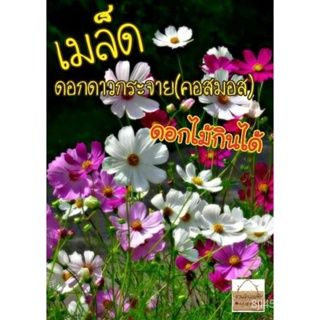 （คุณภาพสูง เมล็ด）เมล็ด ดาวกระจาย เซนเซชั่น ดอกคอสมอส คละสี 50  เมล็ด ( Sensation Cosmos Flowe/ง่าย ปลูก สวนครัว /ขายด QP