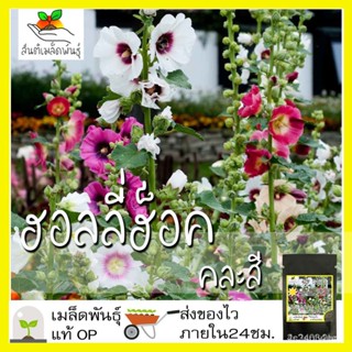 ผลิตภัณฑ์ใหม่ เมล็ดพันธุ์ เมล็ดพันธุ์คุณภาพสูงในสต็อกในประเทศไทย พร้อมส่ง ะให้ความสนใจของค/อินทรีย์็ด BAQC