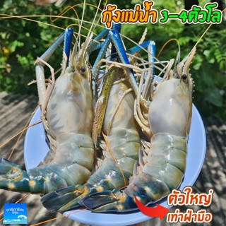 กุ้งแม่น้ำสด มันเยิ้ม ไซส์ใหญ่จุใจ