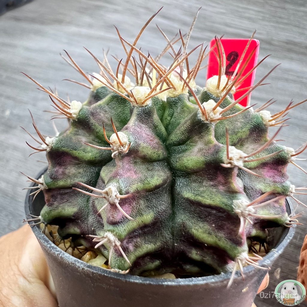 r2-ต้นยิมโนหน้ายับ-ลูก-trex-ไม้เมล็ด-gymnocalycium-แคคตัส-ง่าย-ปลูก-สวนครัว-เมล็ด-อินทรีย์-7ehy