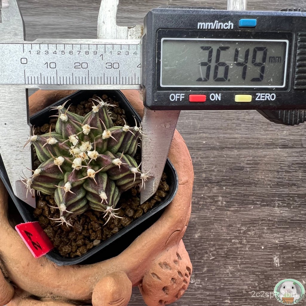 r27-ต้นยิมโนหน้ายับ-ลูก-trex-ไม้เมล็ด-gymnocalycium-แคคตัส-ง่าย-ปลูก-สวนครัว-เมล็ด-ขายดี-w0tl