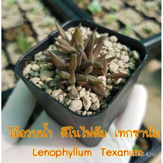 （คุณภาพสูง เมล็ด）ไม้อวบน้ำ ลีโนไฟลัม เทกซานัม Lenophyllum Texanum  มีบริการเก็บเงินปลายทาง/ง่าย ปลูก สวนครัว เมล/ขายดี U