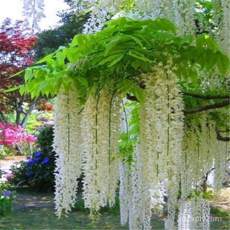 คุณภาพสูง-เมล็ด-10-แคปซูล-แพ็ค-wisteria-sinensis-seeds-and-trees-forest-seed-garden-climbi-ง่าย-ปลูก-สวนครัว-ผักสลัด