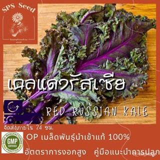 ผลิตภัณฑ์ใหม่ เมล็ดพันธุ์ สปอตสินค้า❤เมล็ดอวบอ้วน เคลแดงรัสเซีย - Red Russian Kale  400 เมล็ดเมล็ดอวบอ้วน 100%  /ขายด 6I