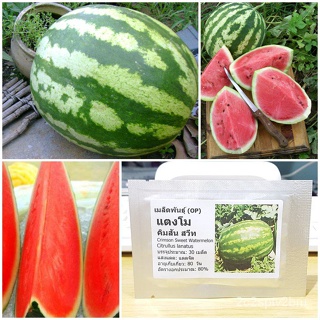 （คุณภาพสูง เมล็ด）เมล็ดพันธุ์ แตงโมคิมสันสวีท (Crimson Sweet Watermelon Seed) บรรจุ 30 เมล็ด คุณภาพดี ของแท้ 100%/ขายดี Y