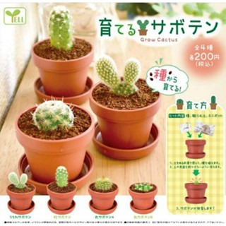 ผลิตภัณฑ์ใหม่ เมล็ดพันธุ์ พร้อมส่ง - เมล็ดพันธุ์แท้จากญี่ปุ่น   : กาชาปองแคคตัสสายพันธุ์ญี่ปุ่น ปลูกได้จริง sS8i/ผักสลัด