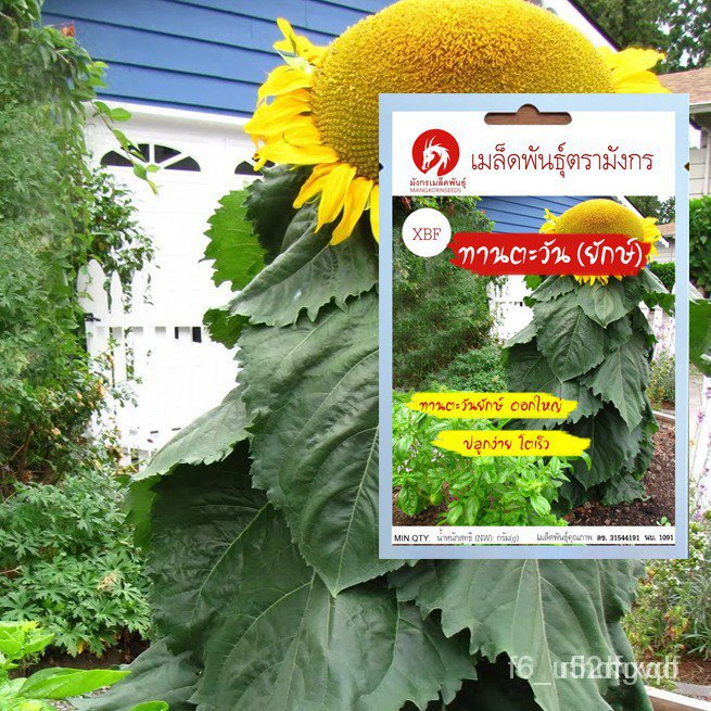 ผลิตภัณฑ์ใหม่-เมล็ดพันธุ์-เมล็ดพันธุ์ทานตะวันยักษ์-giant-sunflower-seeds-เมล็ดพันธุ์นำเข้าจากต่างประเทศคุณภา-ดอก-57h