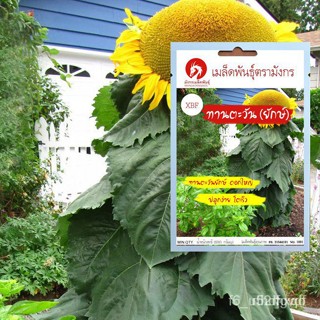 ผลิตภัณฑ์ใหม่ เมล็ดพันธุ์ เมล็ดพันธุ์ทานตะวันยักษ์ – Giant Sunflower Seeds (เมล็ดพันธุ์นำเข้าจากต่างประเทศคุณภา /ดอก 57H