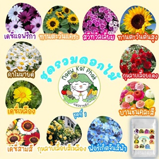 ผลิตภัณฑ์ใหม่ เมล็ดพันธุ์ จุดประเทศไทย ❤เมล็ดอวบอ้วน รวมชุด ดอกไม้ ปลูกง่าย ดอกสวย ทานตะวันแคระ/เดซี่ขาว/คาโมมา /ขายด SV