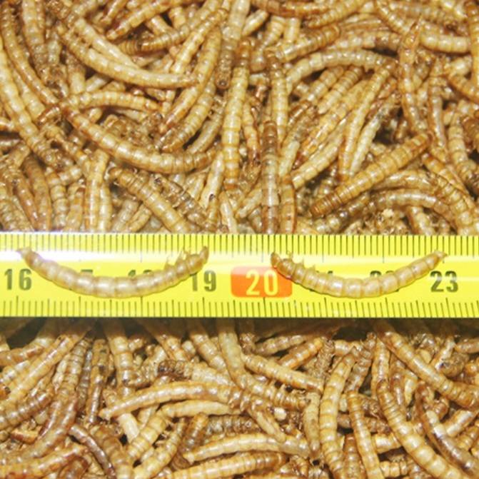 dried-mealworms-1kg-หนอนนก-หนอนอบแห้ง-1กิโลกรัม