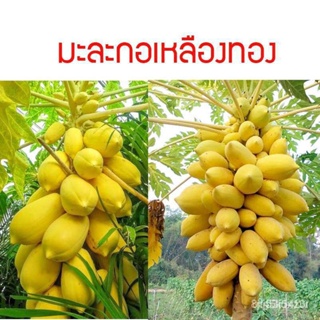 ผลิตภัณฑ์ใหม่ เมล็ดพันธุ์ จุดประเทศไทย ❤เมล็ดอวบอ้วน มะละกอเหลืองทอง 10 เมล็ด ปลูกง่าย ปลูกได้ทั่วไทยเมล็ดอวบอ้ /ขายดี Y