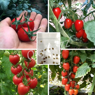 ผลิตภัณฑ์ใหม่ เมล็ดพันธุ์ 2022เมล็ดอวบอ้วนมะเขือเทศเชอรี่แดง 20เมล็ด เมล็ดมะเขือเทศเชอรี่ Cherry Tomatoเมล็ดอวบอ/ขายดี H