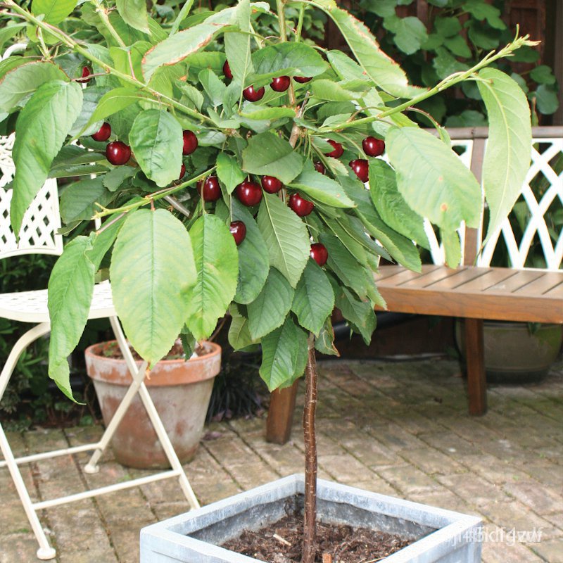 ผลิตภัณฑ์ใหม่-เมล็ดพันธุ์-จุดประเทศไทย-green-house-bonsai-cherry-tree-seeds-sweet-and-delicious-for-planting-ขายด-s8