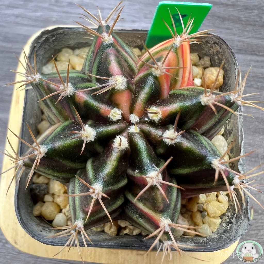 g8-ต้นยิมโนด่าง-คัดพิเศษ-ไม้เมล็ด-gymnocalycium-แคคตัส-ง่าย-ปลูก-สวนครัว-เมล็ด-ขายดี-nigv