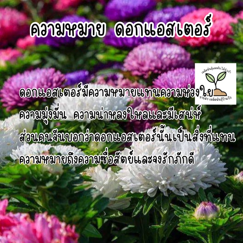 ดอกแอสเตอร์60-เมล็ดถูกที่สุด