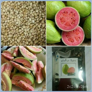 （คุณภาพสูง เมล็ด）ปลูกได้ทั่วไทย ปลูกง่าย Guava Seeds นไม้ พันธุ์ไม้ผล เมล็ดพันธุ์ ต้นไม้มงคล พันธุ์ไ/ง่าย ปลูก ส/ขายดี Z