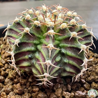 (R52) ต้นยิมโนหน้ายับ ลูก Trex ไม้เมล็ด - (gymnocalycium) - แคคตัส/ง่าย ปลูก สวนครัว เมล็ด/อินทรีย์ IFWG