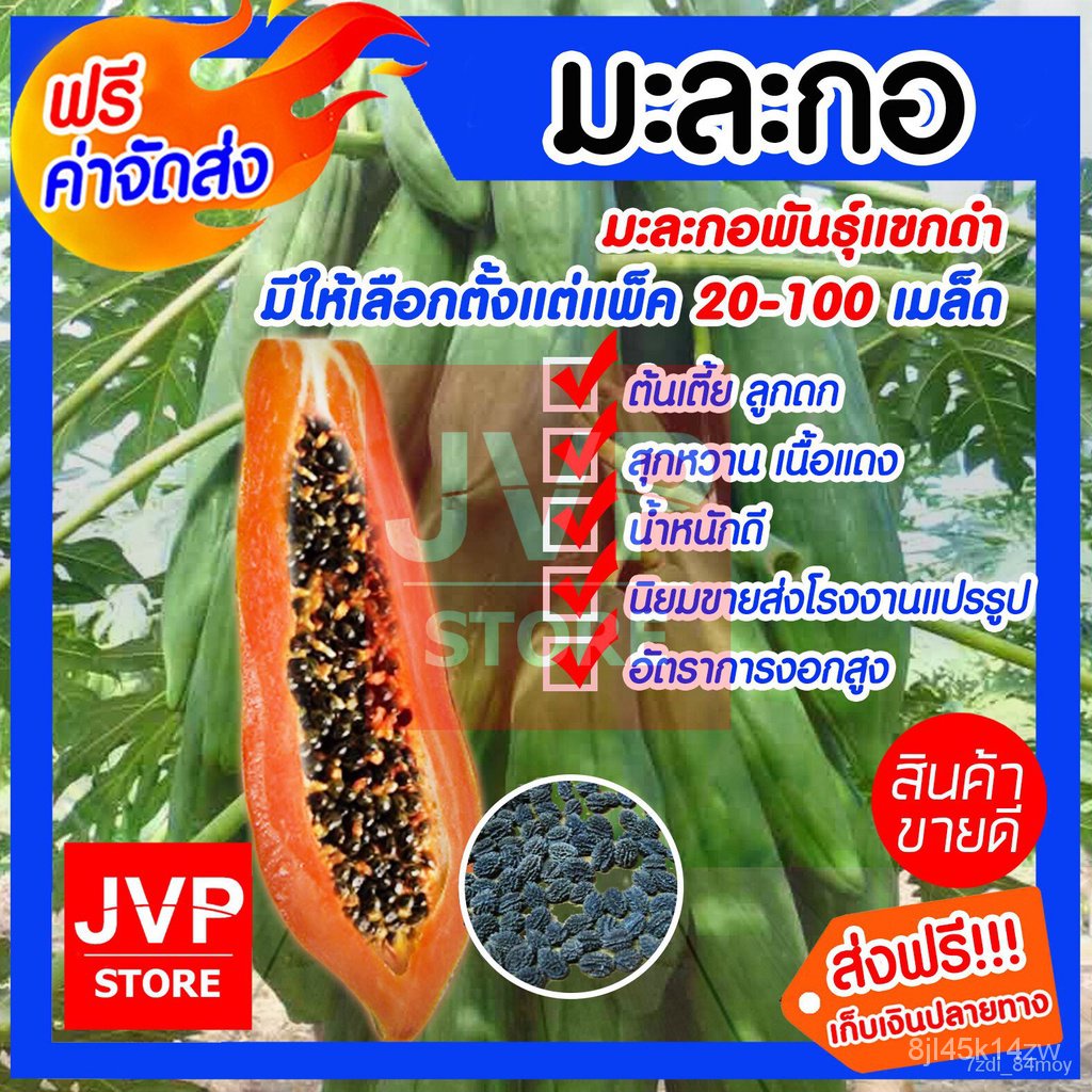 ผลิตภัณฑ์ใหม่-เมล็ดพันธุ์-สปอตสินค้า-ส่งฟรี-เมล็ดมะละกอพันธุ์แขกดำ-มีให้เลือกตั้งแต่แพ็ค-20-100เมล็ด-papaya-ขายด-uh