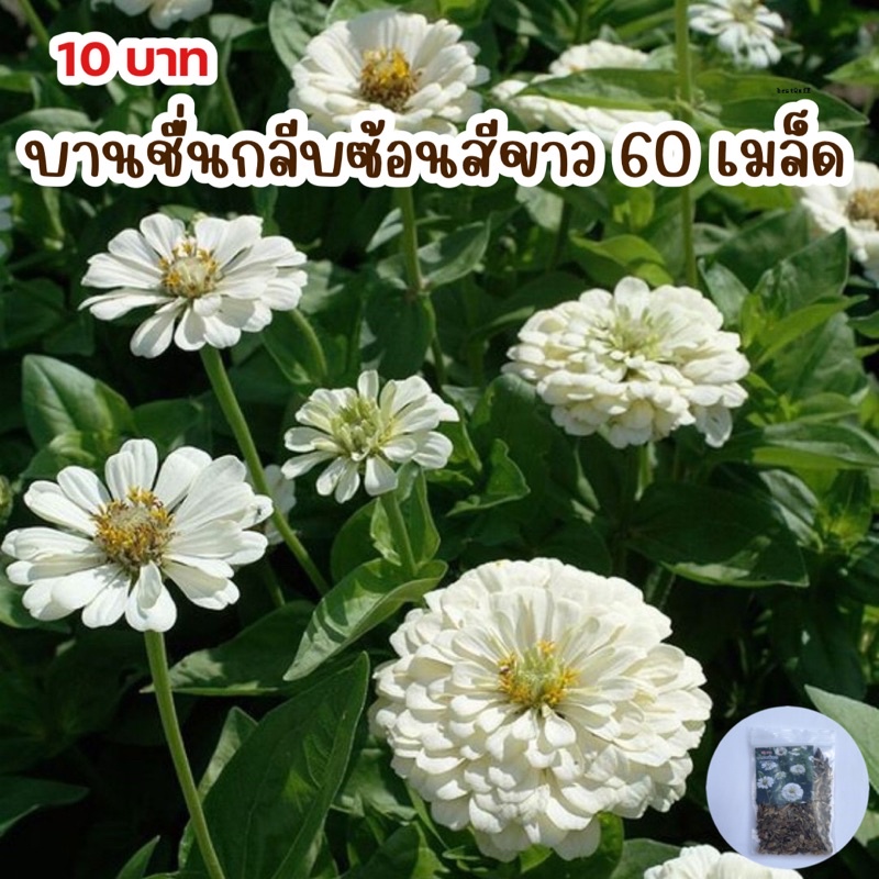 ดอกบานชื่นขาว60เมล็ด