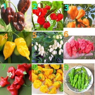 ผลิตภัณฑ์ใหม่ เมล็ดพันธุ์ เมล็ดพันธุ์ พริก ( Pepper Seed) มีให้เลือก 9 ชนิดค่ะ จำนวนเมล็ดอยู่ที่รายละเอียดสินค้าค่/เมล็ด