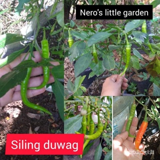 ผลิตภัณฑ์ใหม่ เมล็ดพันธุ์ จุดประเทศไทย ❤Neros Siling Duwag (10 seeds)เมล็ดอวบอ้วน 100% รอคอยที่จะให้ความสนใจขอ คล/เ GYU