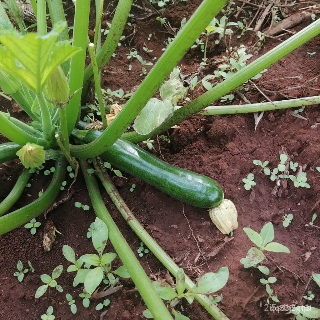 ผลิตภัณฑ์ใหม่-เมล็ดพันธุ์-จุดประเทศไทย-เมล็ดอวบอ้วน-ซูกินี-zucchini-เมล็ดนำเข้า-30-เมล็ด-10-เเถม-1-คละได้-เม-คล-เ-3lj