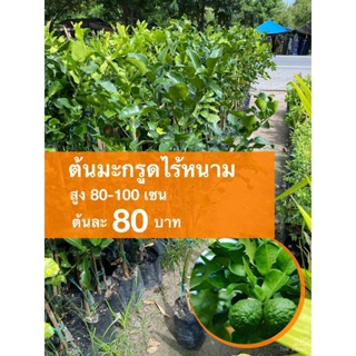 ผลิตภัณฑ์ใหม่ เมล็ดพันธุ์ เมล็ดพันธุ์คุณภาพสูงในสต็อกในประเทศไทย พร้อมส่งต้นมะกรูดไร้หนาม ต้นละ 80 บาทเมล็ดอวบอ คล/ขา AR