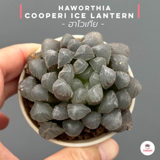 Haworthia Cooperi Ice Lantern ฮาโวเทีย ไม้อวบน้ำ กุหลาบหิน cactus&amp;succulentหลากหลายสายพันธุ์