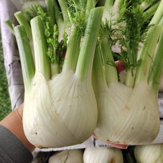 (พร้อมทาน) FillFresh • เฟนเนล (ผักชีล้อม)｜Fennel พร้อมส่ง สดใหม่ พร้อมทาน