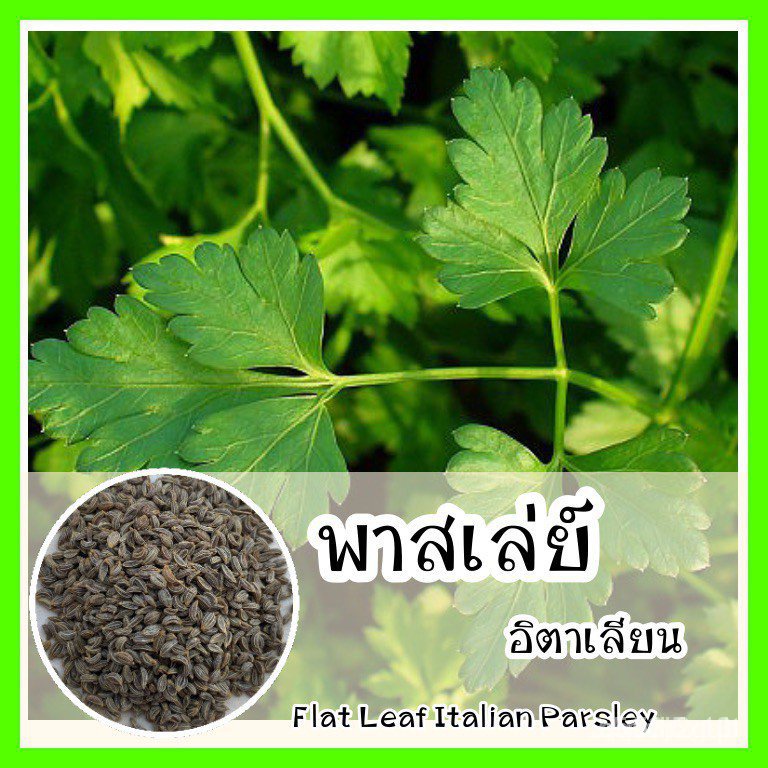 ผลิตภัณฑ์ใหม่-เมล็ดพันธุ์-เมล็ดพันธุ์คุณภาพสูงในสต็อกในประเทศไทย-พร้อมส่งพร้อมส่ง-รหัส-056-เมล็ดอวบอ้วนแท้-op-คล-เมล็ด