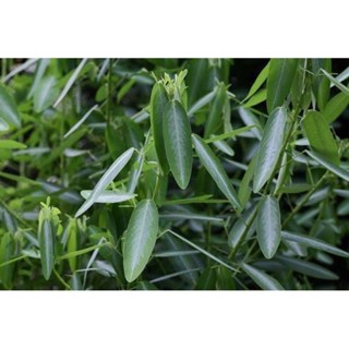 ผลิตภัณฑ์ใหม่ เมล็ดพันธุ์ 2022เมล็ดอวบอ้วน ช้อยนางรำ Telegraph plant (Codariocalyx motorius)บรรจุ 5 เมล็ด ต้นไม /ขายดี N