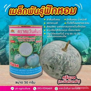ผลิตภัณฑ์ใหม่ เมล็ดพันธุ์ จุดประเทศไทย ❤เมล็ดพันธุ์เมล็ดอวบอ้วนฟักหอม ศรีนวล (ตะวัน) ขนาด 50 กรัมเมล็ดอวบอ้วน 1 /ดอก PJF