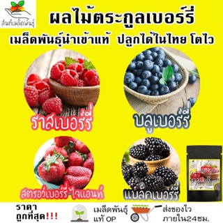 ผลิตภัณฑ์ใหม่ เมล็ดพันธุ์ จุดประเทศไทย ❤เมล็ดอวบอ้วน ชุด ผลไม้ ตระกูลเบอร์รี่ เมล็ดแท้ ราสเบอร์รี่/บลูเบอร์รี่/ คล/เมล็ด