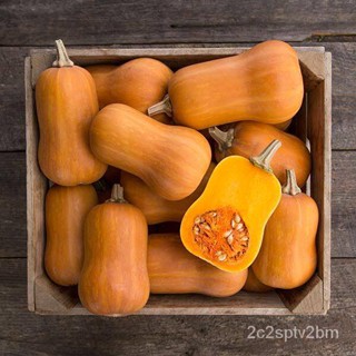 ผลิตภัณฑ์ใหม่ เมล็ดพันธุ์ 2022เมล็ดอวบอ้วน ฟักทอง ฮันนี่นัท (Honeynut Squash Seed) บรรจุ 10 เมล็ด คุณภาพดี ราคา /สวนครัว