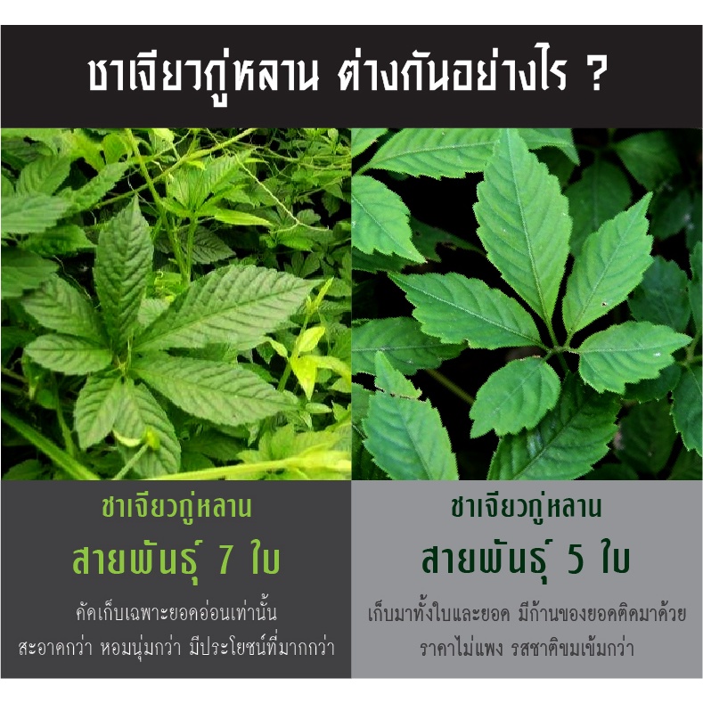 ชาเจียวกู่หลานเกรดaa-ยอดอ่อน-ออร์แกนิค-100-กรัม-เจียวกู่หลาน-เบญจขันธ์-ปัญจขันธ์-ชาลดน้ำตาล-ชาลดความดัน