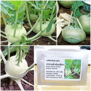 （คุณภาพสูง เมล็ด）เมล็ดพันธุ์ กะหล่ำปมสีเขียว (Green Vienna Kohlrabi Seed) บรรจุ 500 เมล็ด คุณภาพดี ราคาถูก ของแท/ขายดี Y