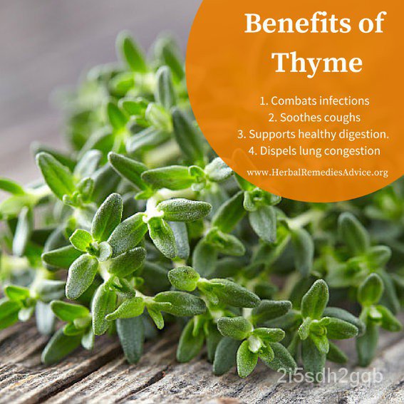 คุณภาพสูง-เมล็ด-ไทม์-thyme-เมล็ดไทม์-ง่าย-ปลูก-สวนครัว-เมล็ด-ผักสลัด-xmhu