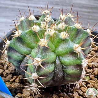 (B40) ต้นยิมโนหน้ายับ 7 พู ลูก Trex ไม้เมล็ด - (gymnocalycium) - แคคตัส/ง่าย ปลูก สวนครัว เมล็ด/ผักสลัด HQ4V