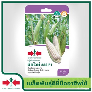 ผลิตภัณฑ์ใหม่ เมล็ดพันธุ์ 2022East-West Seed เมล็ดอวบอ้วนข้าวโพด (Waxy corn seeds) บิ๊กไวท์ 852 F1 เมล็ดอวบอ้วน /ดอก WWL