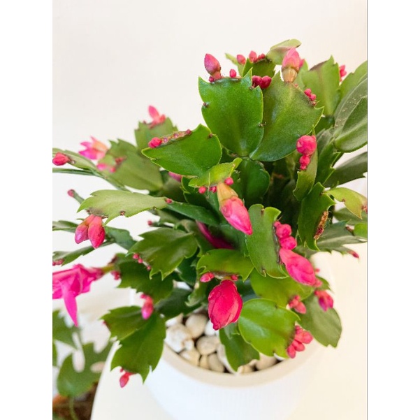 ต้นโบตั๋นแคระ-christmas-cactus