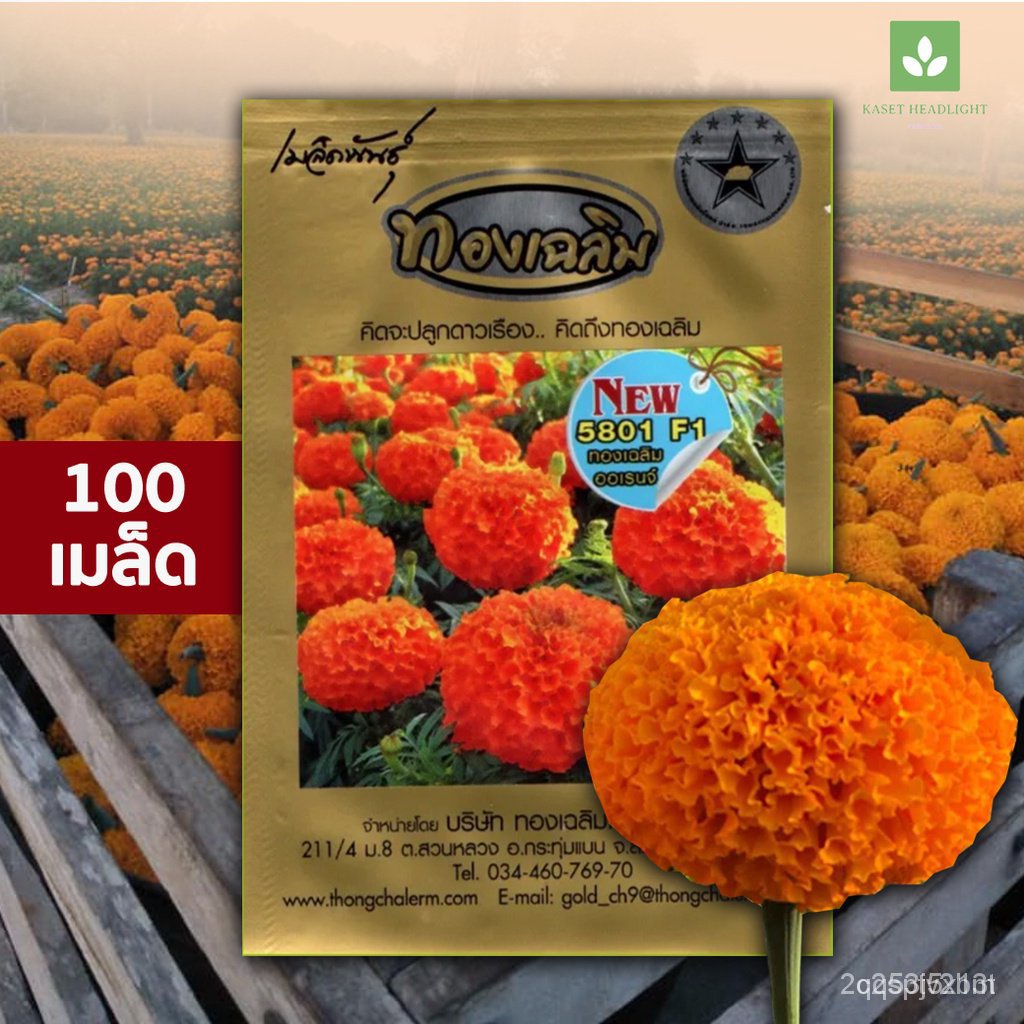 ผลิตภัณฑ์ใหม่-เมล็ดพันธุ์-เมล็ดพันธุ์คุณภาพสูงในสต็อกในประเทศไทย-พร้อมส่ง-ะให้ความสนใจของคุณ100เมล็ด-สีส้ม-ไบรท-ขายดี-o