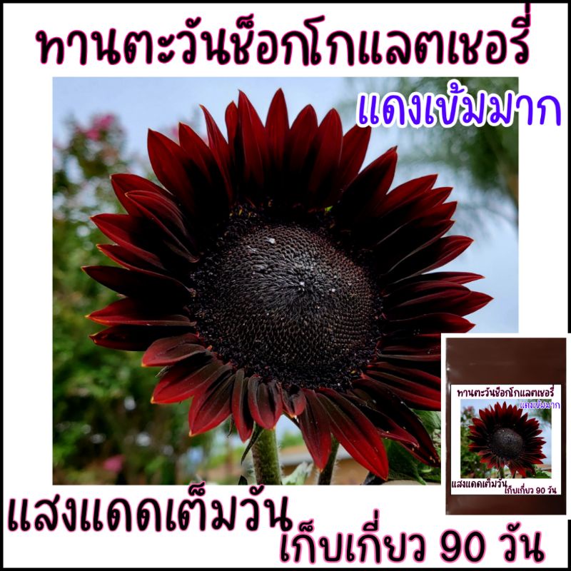 20 chocolate cherry sunflower