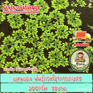 ผลิตภัณฑ์ใหม่ เมล็ดพันธุ์ สปอตสินค้า❤แหนแดงสดสำหรับขยายพันธุ์ พันธุ์กรมวิชาการเกษตร (Azoola Microphylla) 300กรัม/ขายดี A