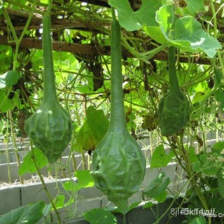 ผลิตภัณฑ์ใหม่ เมล็ดพันธุ์ 2022เมล็ดอวบอ้วน น้ำเต้าไดโนเสาร์ (Dinosaur Gourd Seed) 10 เมล็ด คุณภาพดี ราคาถูก ของ /ขายดี V