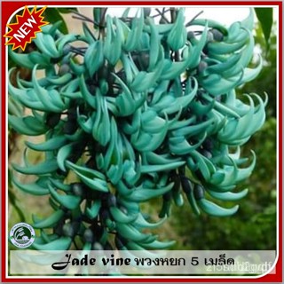 ผลิตภัณฑ์ใหม่ เมล็ดพันธุ์ 20225 เมล็ด พวงหยก Jade vine เมล็ดพวงหยก เมล็ดอวบอ้วนพวงหยก พวงเขียวมรกต หวายปม เอื้อ คล/ขา 1M