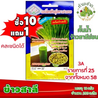 ผลิตภัณฑ์ใหม่ เมล็ดพันธุ์ 2022[10แถม1] 3A เมล็ดอวบอ้วน ข้าวสาลี ประมาณ 200 เมล็ด /ซอง ตราสามเอ เมล็ดอวบอ้วนผัก  /ขายด ST